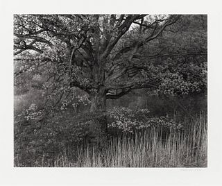 George Tice
(American, b. 1938)
Oak Tree, Holmdel, New Jersey, 1980
