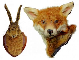 TAXIDERMY.  THE HEAD OF A FOX AND THE HEAD OF A HARE, THE LATTER MOUNTED ON WOOD SHIELD