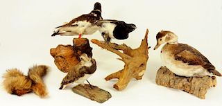 TAXIDERMY.  MISCELLANEOUS COMMON BIRDS, VARIOUSLY MOUNTED ON LOGS
