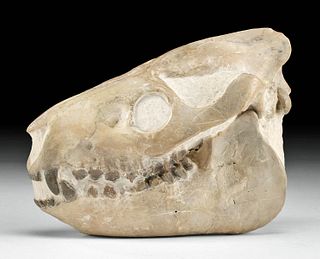 Fossilized Juvenile Oreodont Skull