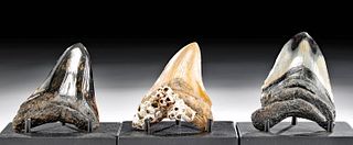 Lot of 3 Fossilized Megalodon Teeth