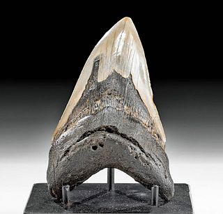 Large Prehistoric Fossilized Megalodon Tooth