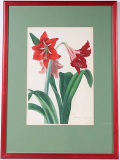 Floral Print, Hybrid Amaryllis Regina-vittata
