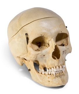 A European Medical Instruction Human Skull