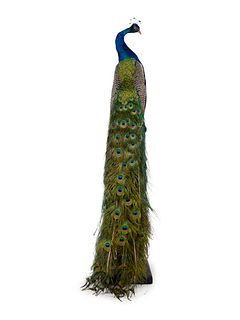 A Taxidermy Peacock on Stand