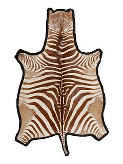 A Zebra Taxidermy Rug