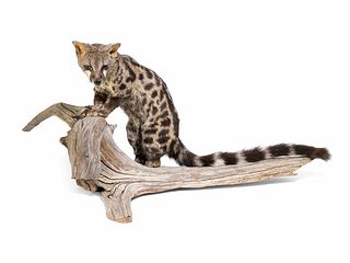 A Taxidermy Spotted African Genet 