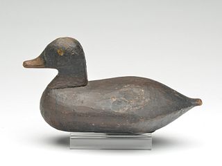 Ruddy duck, Cecil County, Maryland, last quarter 19th century.