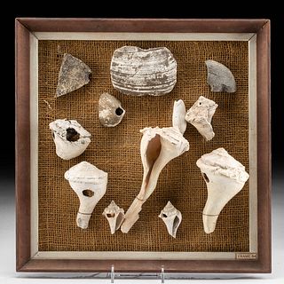12 Native American Calusa Shell & Stone Artifacts