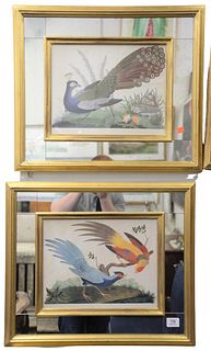 Six Piece Group of Bird Digital Prints, after Carlo Antonio Raineri, in matching frames, each image 10 3/4" x 14".