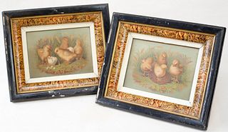 Two Chromolithographs of Chicks