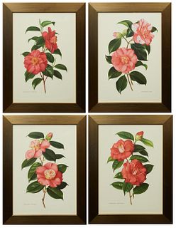 Group of Four Colored Camellia Prints, 20th c., consisting of "Alexander Hunter," "Elegans," "Hatsu-Sakura," and "Adolphe Audusson," presented in wide