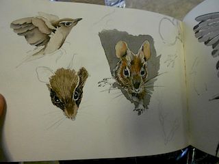 A collection of wildlife drawings and sketches, circa 1950s-60s, in three sketchbooks and loose, som
