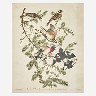 [Prints] Audubon, John James Rose-Breasted Grosbeak