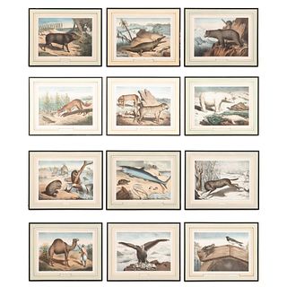 12 PCS, 19TH C. FRENCH ANIMAL LITHOGRAPHS