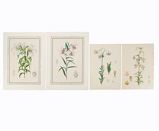 4 PCS, ELWES HAND COLORED LILY ENGRAVINGS, 1880