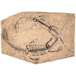 Choice Pair of Keichousaurus on a Single Matrix Dates from the Triassic Period 