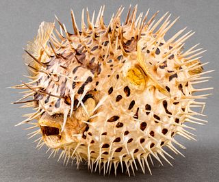 Inflated Porcupinefish Specimen, Vintage Taxidermy