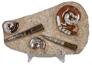 Large Fossilized and Polished Ammonite Specimens
