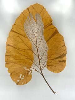 Janet Pihlblad, Cut Burdock Leaf, Foot