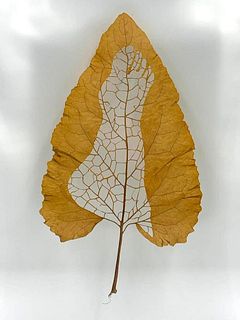Janet Pihlblad, Cut Burdock Leaf, Foot 