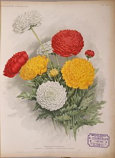 BOUND COLLECTION OF (37) CHROMOLITHOGRAPHS OF DUTCH BULB BLOSSOMS
