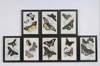 (8) SMALL FRAMED BUTTERFLY PRINTS
