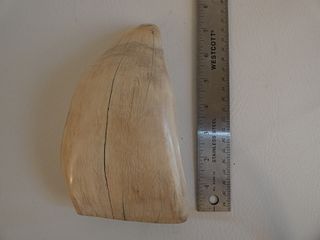HUGE BULL WHALE TOOTH