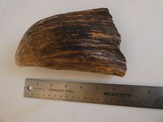 HUGE RAW WHALE TOOTH