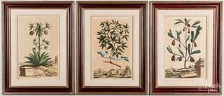 Three color engraved botanicals, 18th c.