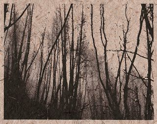 CAROL BRENT LEVIN, Burnt Forest (Edition Variation)