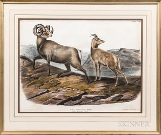 After John James Audubon (1785-1851), Ovis Montana, Rocky Mountain Sheep