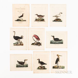Nine Hand-colored Engraved Plates from John Latham A General Synopsis of Birds, Vol. III
