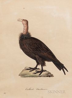 Temminck, Coenraad Jacob (1778-1858) Catharte Vautourin (Vulture)