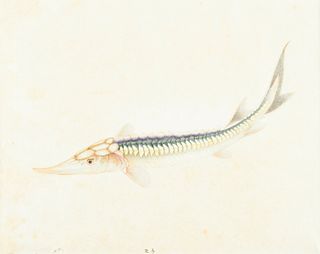 19th c. Chinese Sturgeon Watercolor Illustration