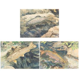 Grp: 3 Albert Levering Fish Watercolors