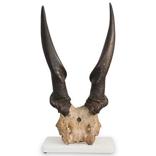 Decorative Mounted Animal Horns