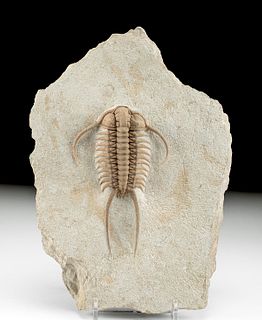 Fine Trilobite Fossil in Stone Matrix