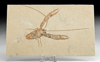 Fossilized Homarus Hakelensis Lobster in Stone Matrix