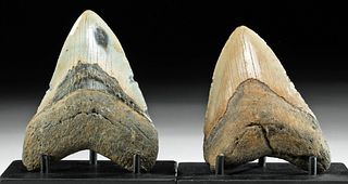 Two Large Fossilized Megalodon Teeth