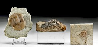 3 Fossilized Trilobites w/ Stone Matrices