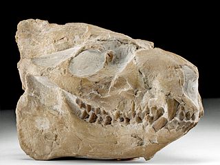 Fossilized Merycoidodon Oreodont Skull
