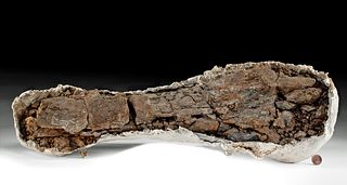 Large Fossilized Edmontosaurus Leg Bone in Plaster Cast