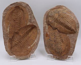Rare Positive-Negative Fossilized Trilobite.