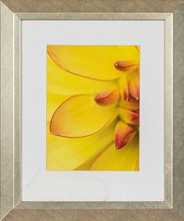 Three Framed Photo-reproductions of Flower Details