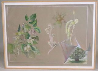 Ellen Lanyon, Watercolor/Prismacolor, "Hazelnut"