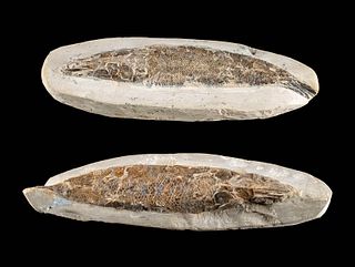 Pair of Brazilian Early Cretaceous Fossilized Fish