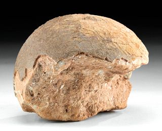 Fossilized Prehistoric Hadrosauridae Dinosaur Egg