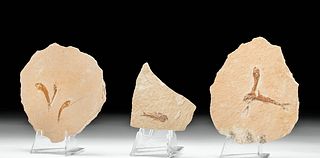 Group of 3 Fossilized Kightia Fish in Stone Matrix