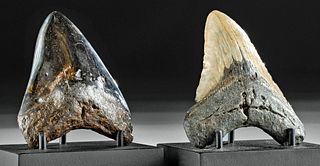 Lot of 2 Fossilized Megalodon Teeth
